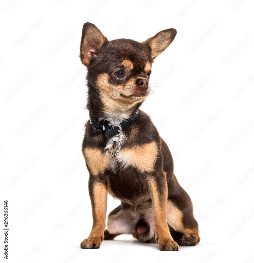 Illness Chihuahua with one eye less sitting against white