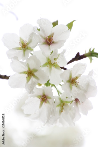 Fototapeta Naklejka Na Ścianę i Meble -  ふくふく地蔵の桜