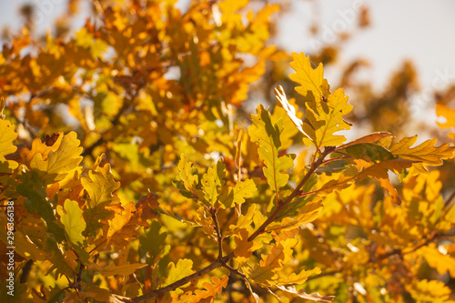 Branches of autumn oak with yellow leaves. Full frame