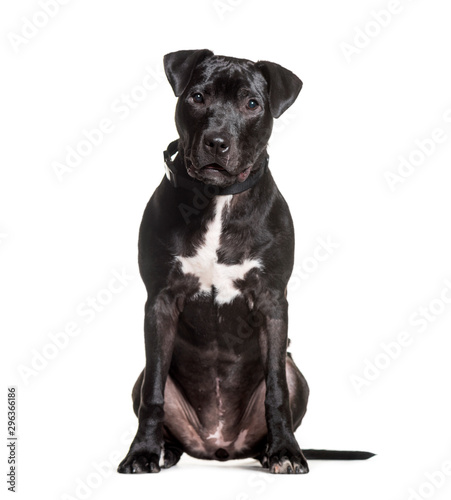 Mixed-breed dog sitting against white background