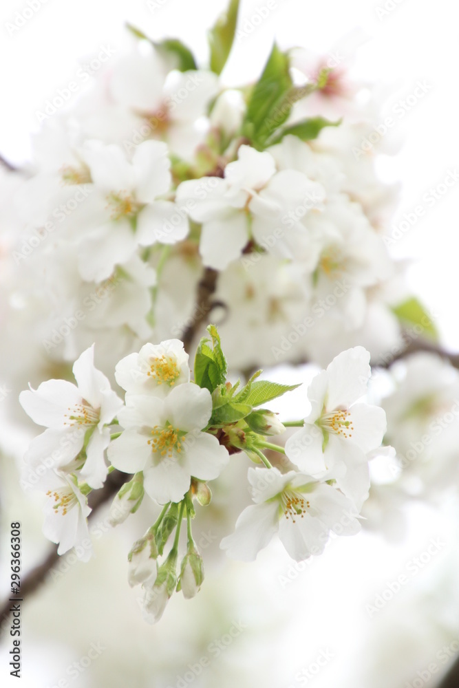 ふくふく地蔵の桜