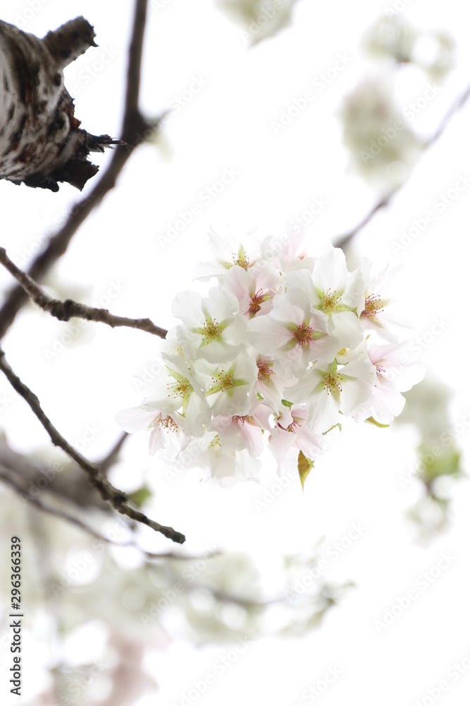Fototapeta premium ふくふく地蔵の桜