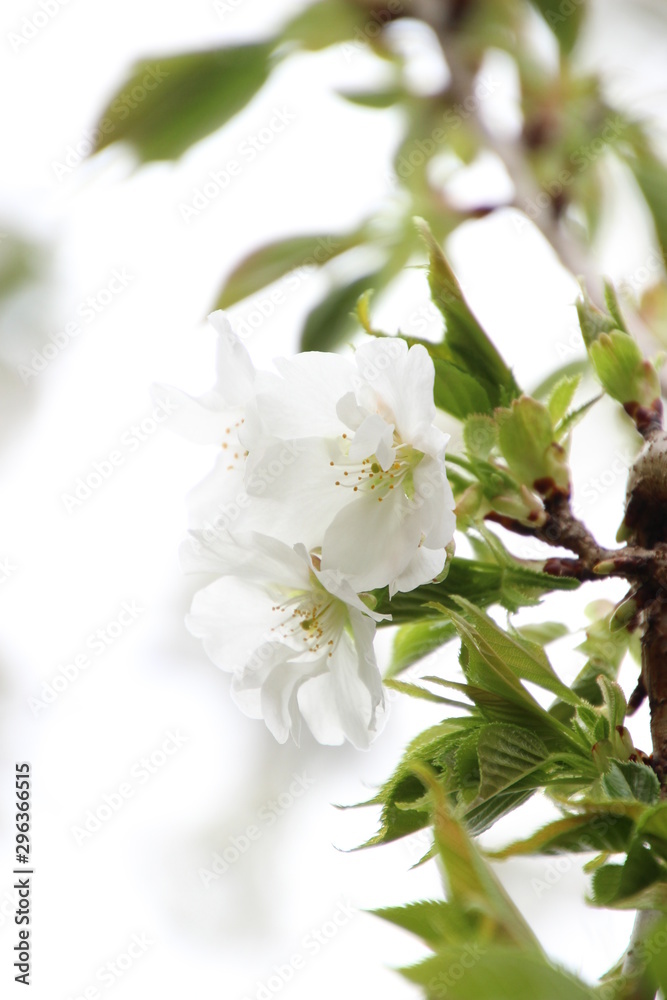 Obraz premium ふくふく地蔵の桜