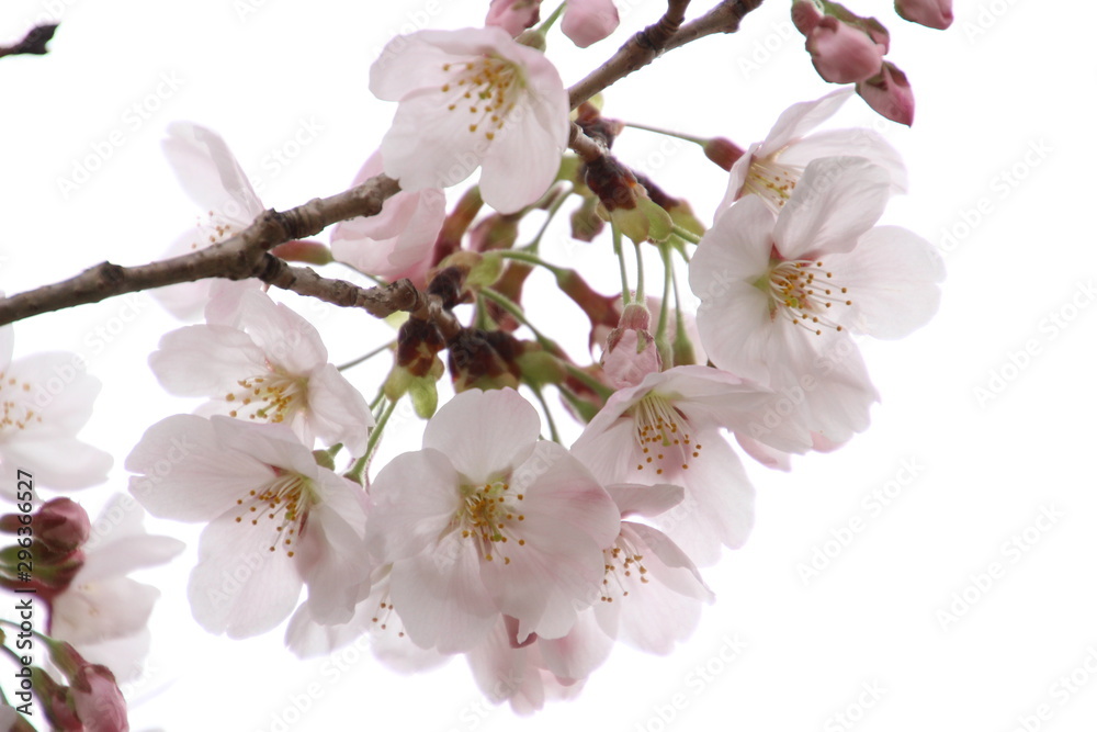 Obraz premium ふくふく地蔵の桜