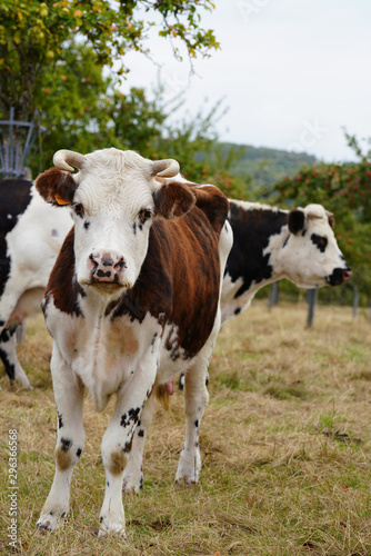 Animal ferme vache 325 © Nicolas Dieppedalle