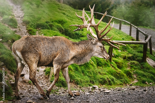 Red Deer Stag