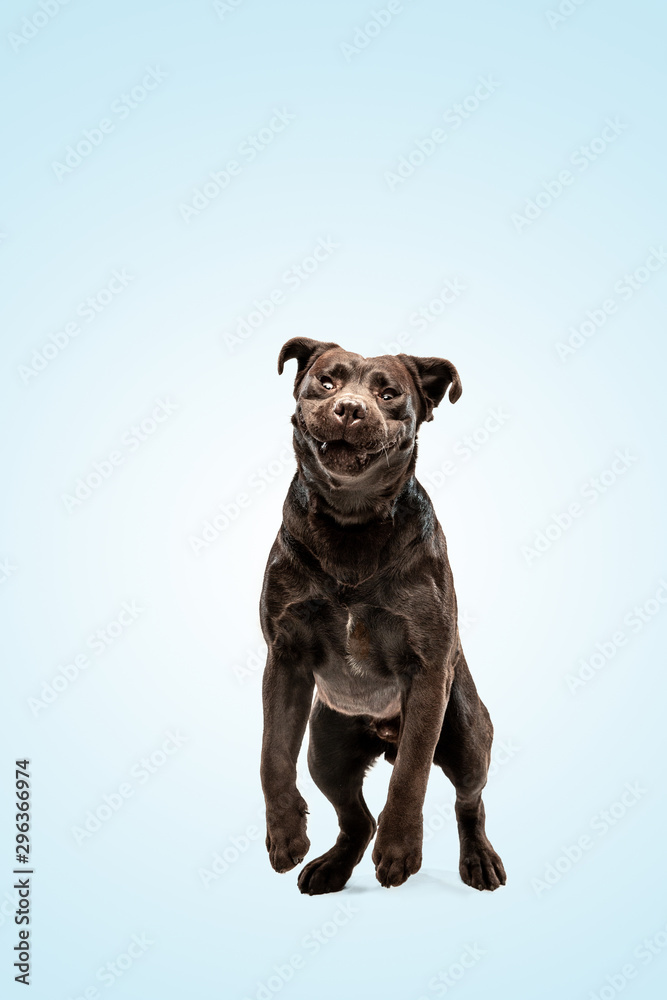Jump high as he can. Chocolate labrador retriever dog in the studio. Indoor shot of young pet. Funny puppy over blue background.
