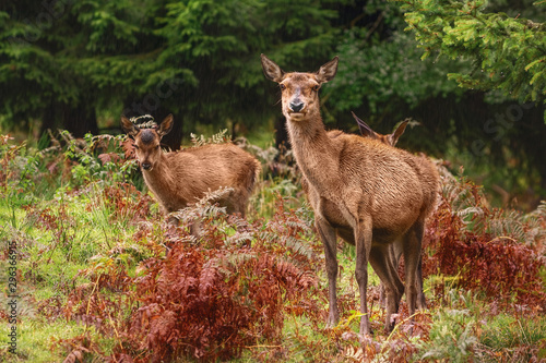 Deers in the Forest