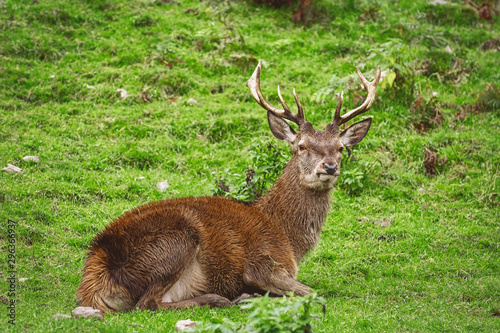 Deer Rest on the Grass