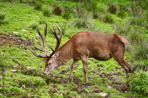 Deer on the Grass
