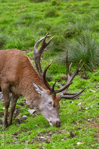 Deer on the Grass