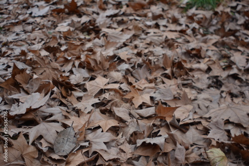 hojas del otoño
