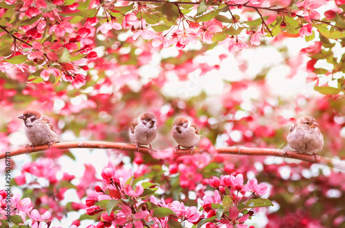  funny Sparrow birds sit on a branch of an Apple tree with pink flowers in a may Sunny garden