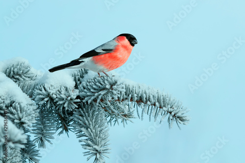 bright bullfinch bird sits on a spruce branch covered with snow in a festive new year's winter Park