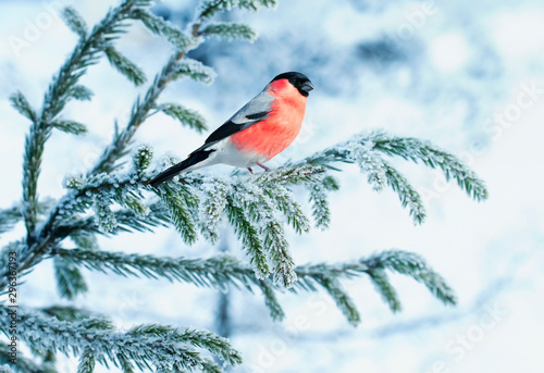 bright bullfinch bird sits on a spruce branch covered with snow in a festive new year's winter Park photo