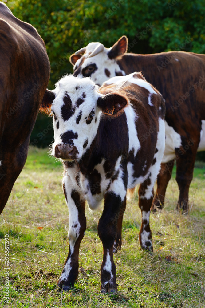 Animal ferme vache 340