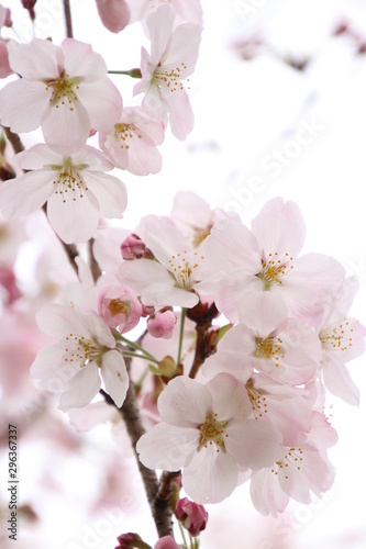 ふくふく地蔵の桜