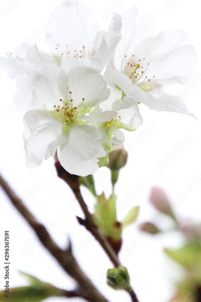 ふくふく地蔵の桜