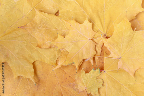 Autumn yellow leaves background. Autumn leaves with place for text. Autumn atmosphere