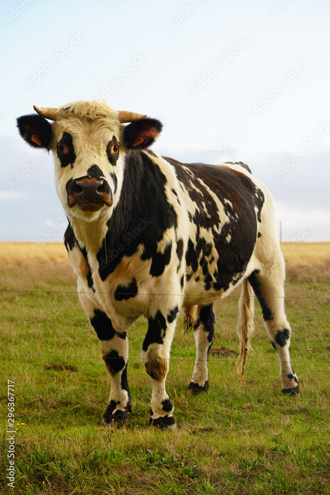 Animal ferme vache 347