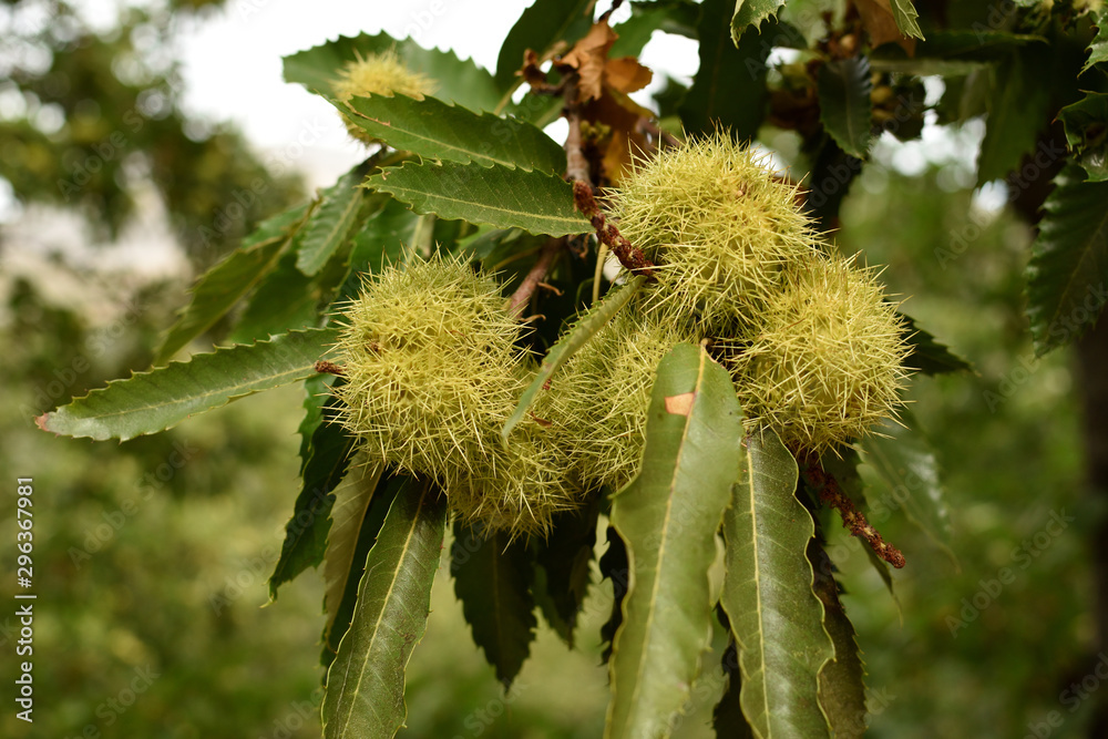 Castañas