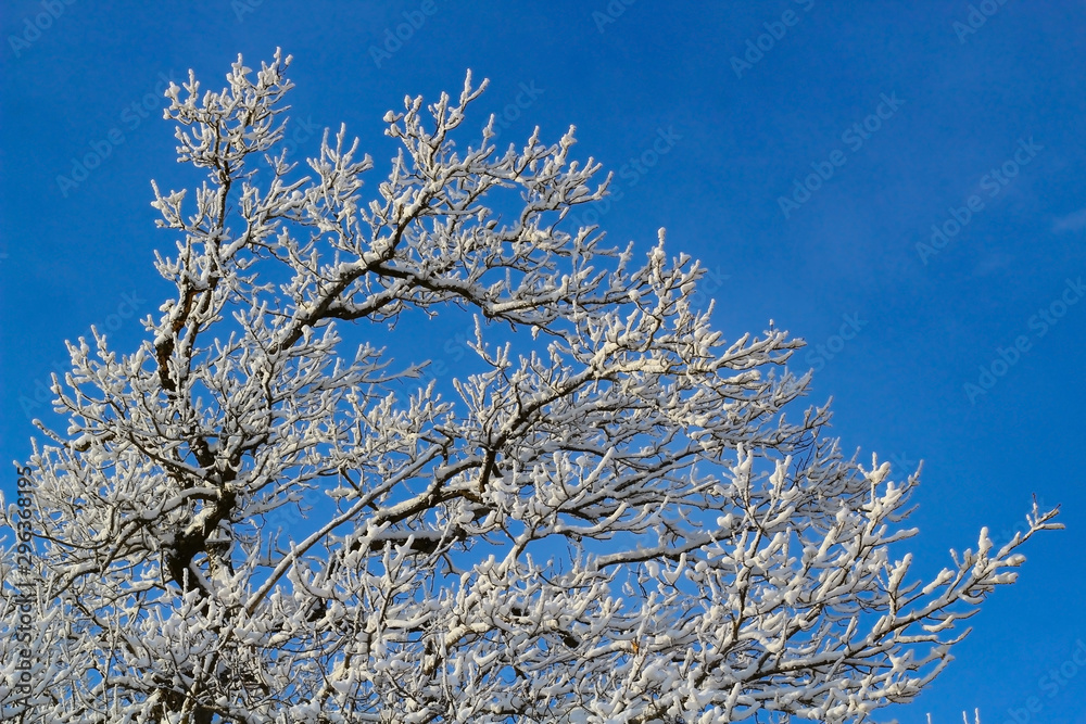 tree tops covered with white frost against a clear blue sky. beginning of winter