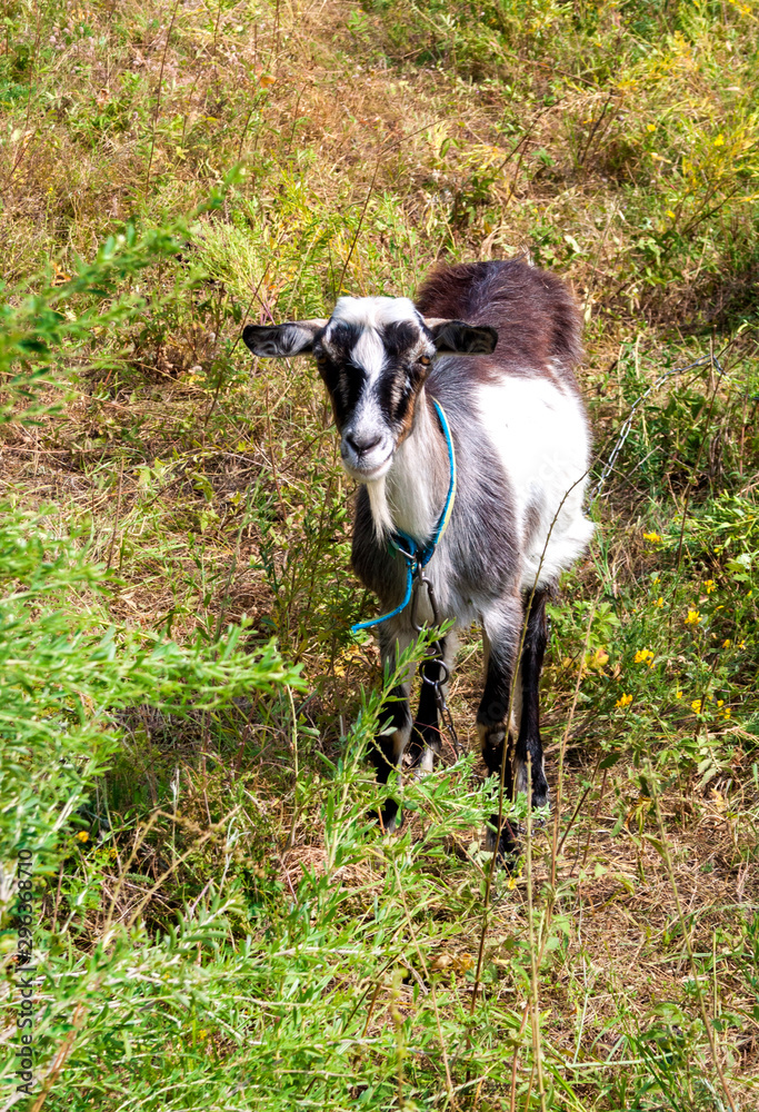 Brown and white hornless village goat grazing on a meadow