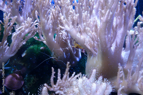 Fototapeta Naklejka Na Ścianę i Meble -  Beautiful coral reef