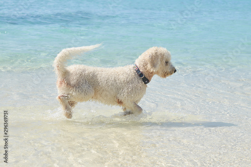 dog on the beach © Eileen