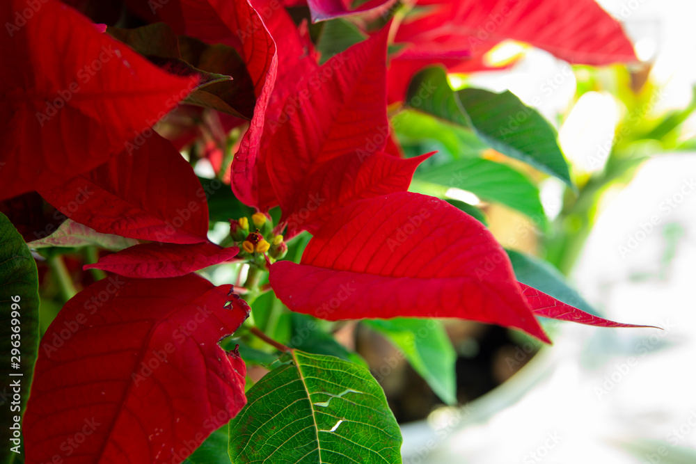Christmas red potted flowers by the window, bright colors Christmas red potted flowers by the window, bright colors