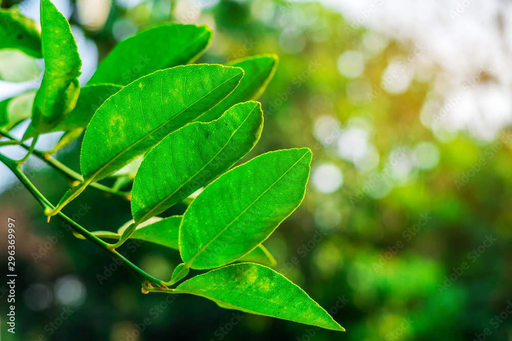 Green leaf nature with branch on light bokeh nature Green leaf nature with branch on light bokeh nature