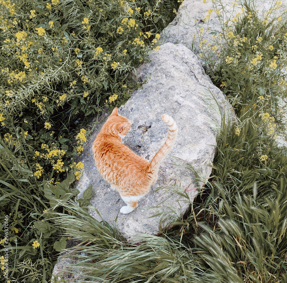 Orange tabby cat standing on stone in meadow