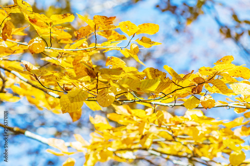 Yellow autumn leaves on the branch of aspen tree.