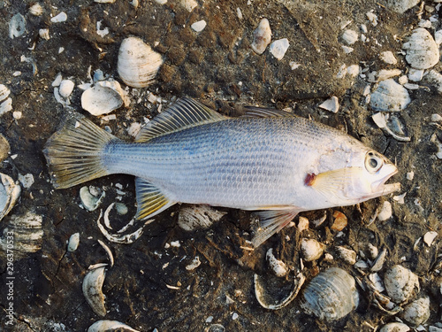 Overhead view of ray finned fish on sand with seashells photo