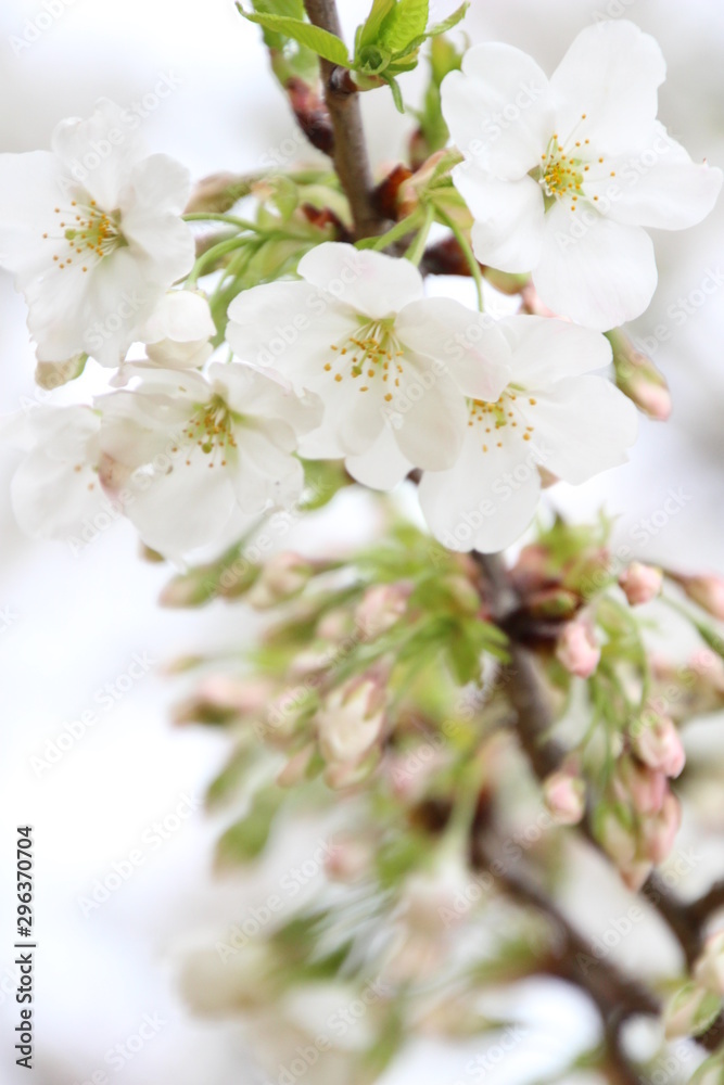 太陽の広場の桜