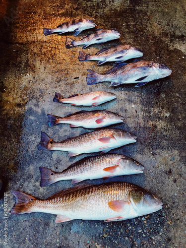 Freshly caught fish arranged in order photo