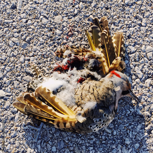 Close up view of Northern Flicker lying dead on ground