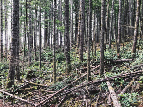 Spruce fir forest