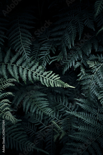 Green foliage of ferns