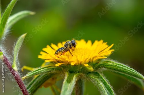 Image of bee or honeybee on yellow flower collects nectar. Golden honeybee on flower pollen with space blur background for text. Insect. Animal © blackdiamond67