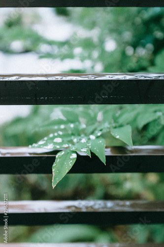 Selective focus of raindrops on ash tree leaves photo