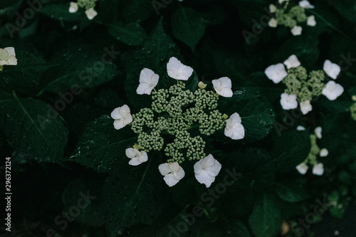 Directly above view of flowering Hydrangea serrata with white petals and leaves photo