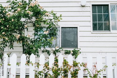 View of rose bush grow over picket fence next to house