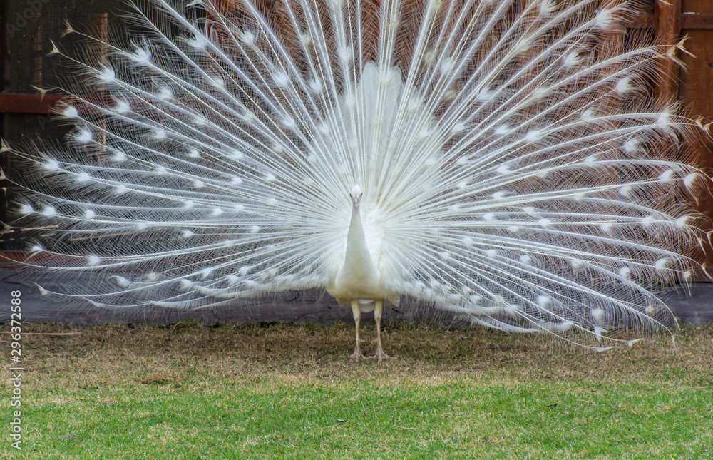 White peacock shows its beautiful tail in the park.