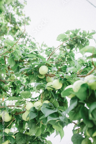 Low angle view of green Japanese plums on tree photo