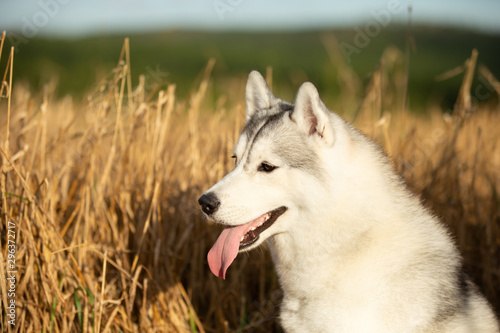 Profile Portrait of happy gray dog breed siberian husky with tonque hanging out standing in the bright rye field