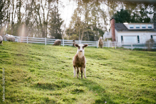 Baby lamb on a farm
