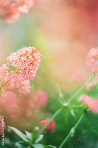 Close up of flowers in a garden