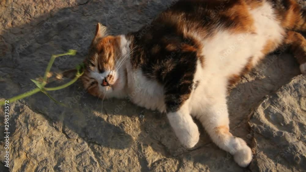 Lazy cat is playing with a plant on a rock at outside Lazy cat is playing with a plant on a rock at outside