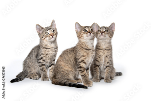 Three tabby kittens looking up
